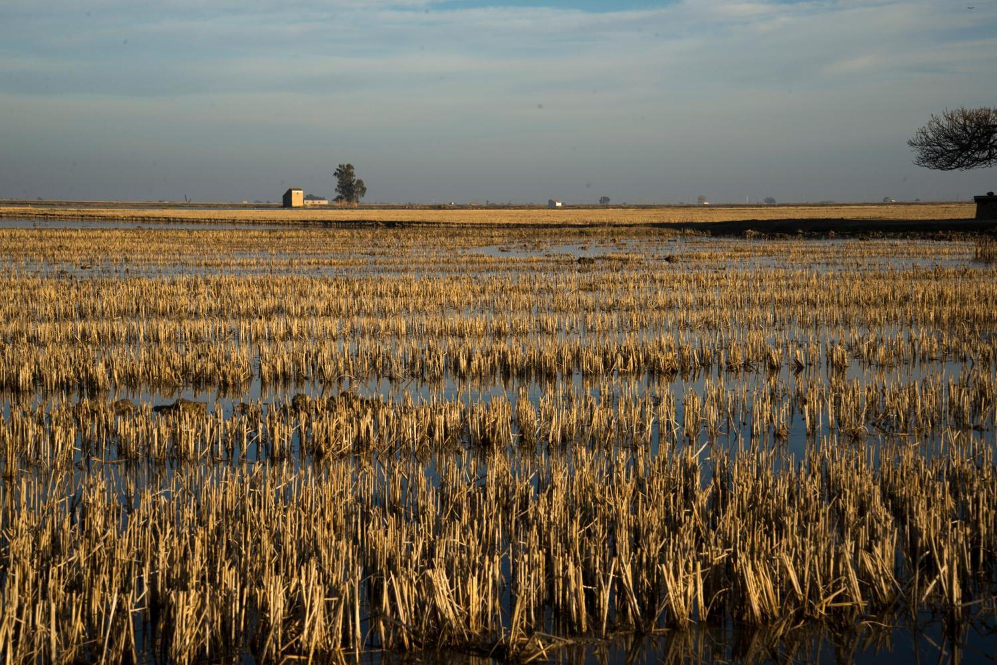 Mas Illa De Riu - Autentica Masia Del Delta Del Ebro Con Capacidad Para 20 Personas - Deltavacaciones Сан-Жауме-де-Энвежа Экстерьер фото