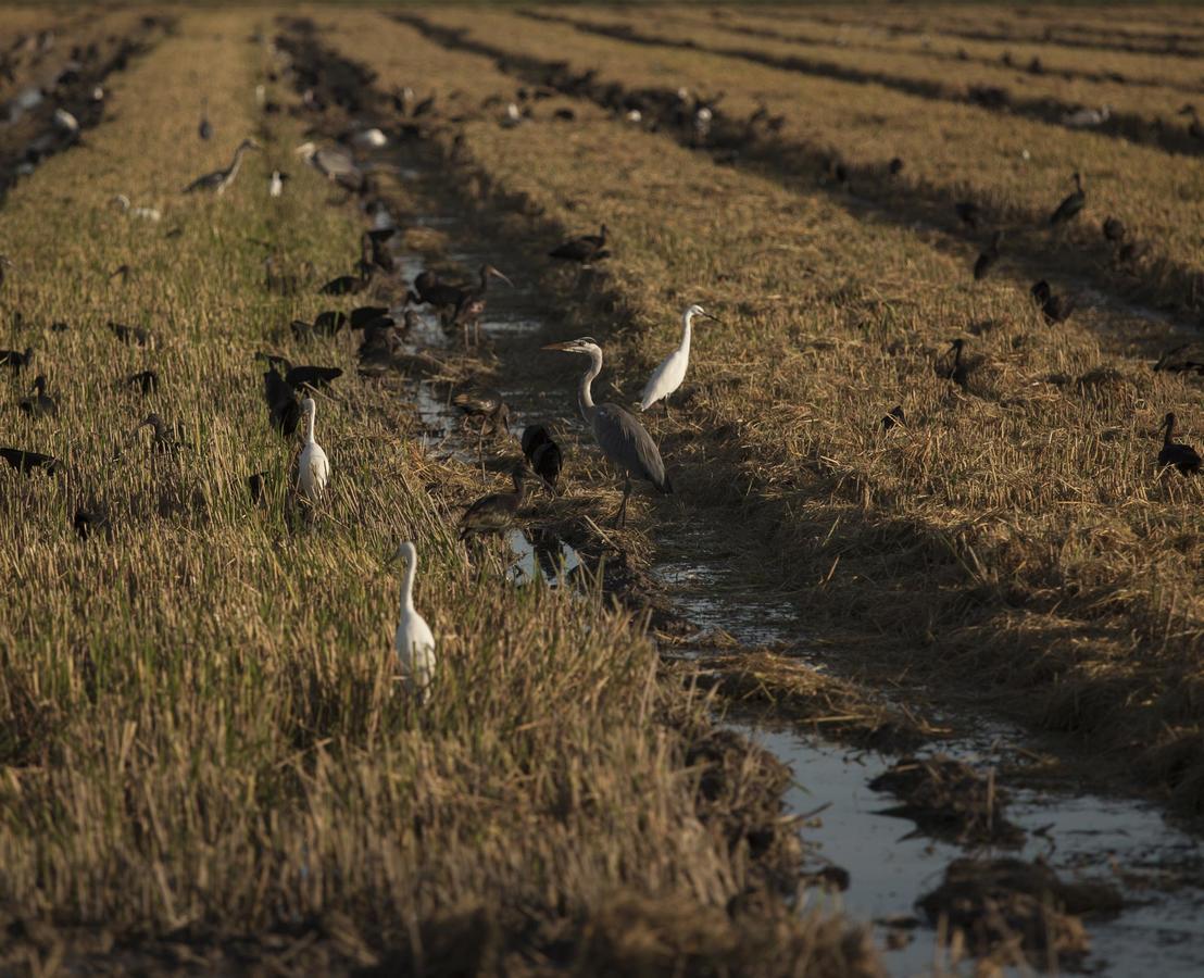 Mas Illa De Riu - Autentica Masia Del Delta Del Ebro Con Capacidad Para 20 Personas - Deltavacaciones Сан-Жауме-де-Энвежа Экстерьер фото